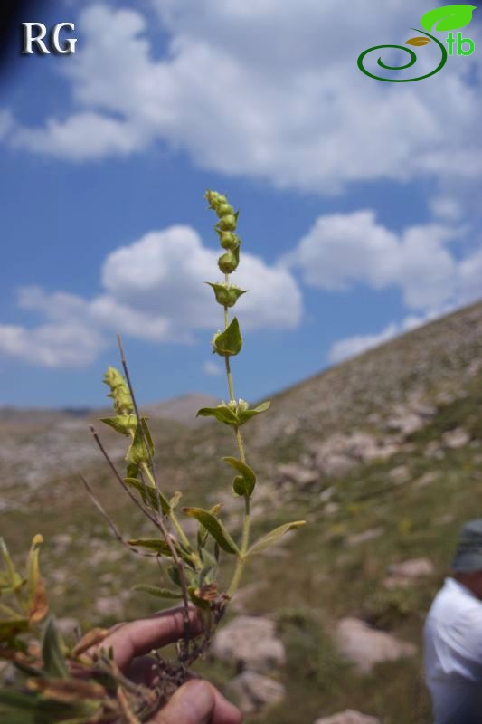 Girdev yaylası-Muğla