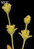 subsp. nusairiensis-Osmaniye