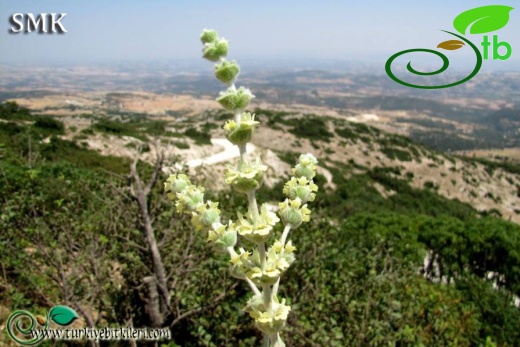 subsp. nusairiensis-Hatay