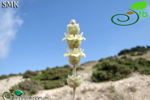 subsp. nusairiensis-Hatay