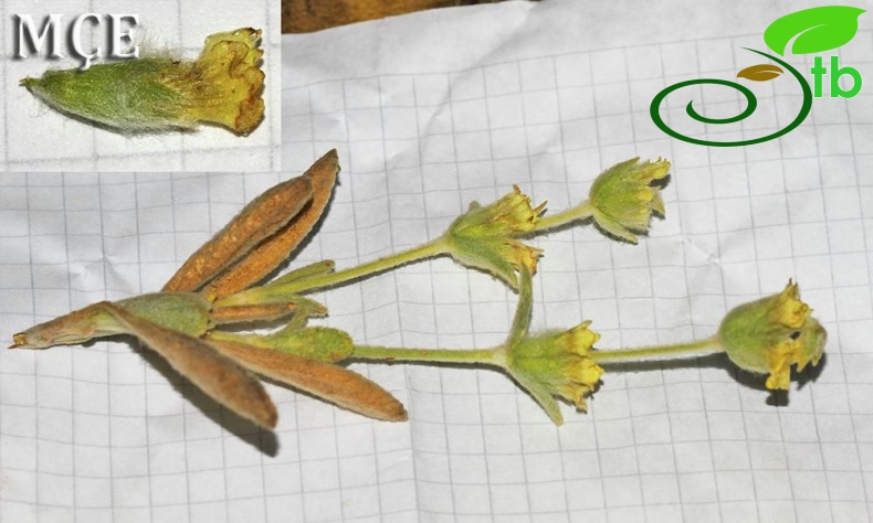 subsp. nusairiensis-Osmaniye