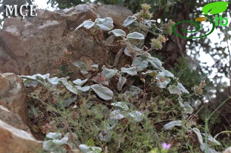 Amanos dağları-Osmaniye