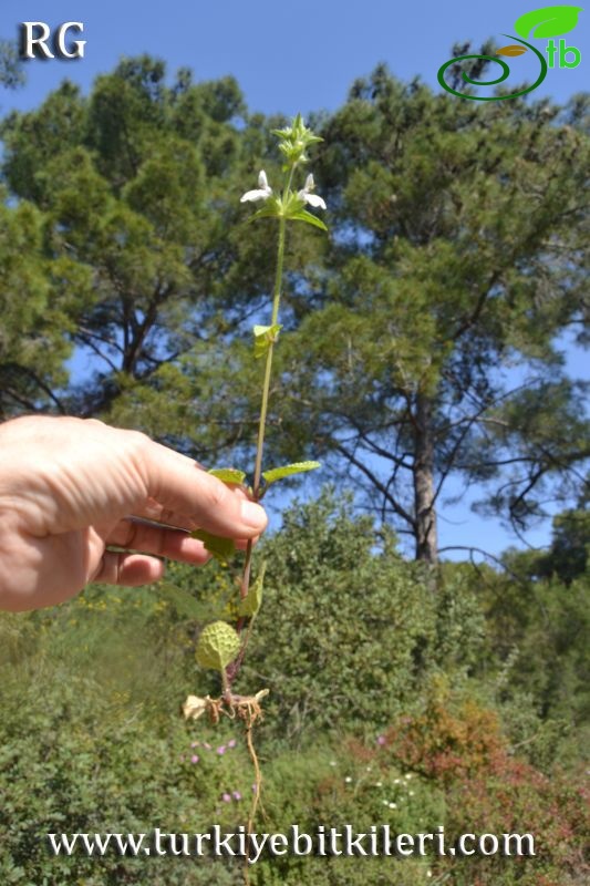 ssp ammophila-Datça-Muğla