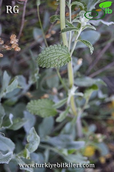 subsp annua var lycaonica-Ankara