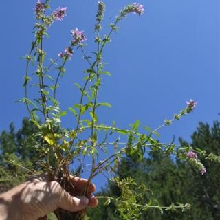 ssp iberica var iberica-Ilgaz dağları
