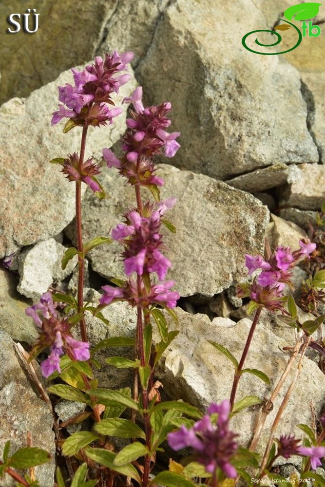 Ssp iberica var iberica-Şavşat-Artvin