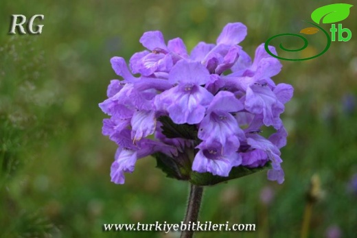 İkizdere-Rize