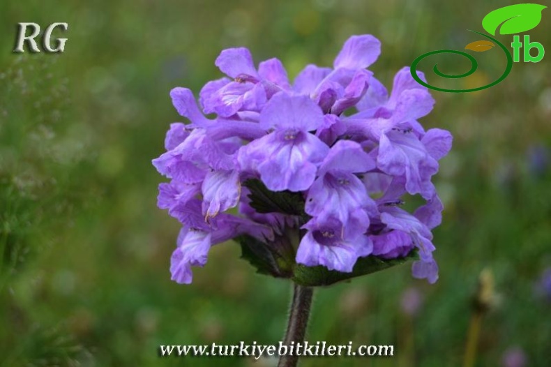 İkizdere-Rize
