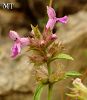 subsp officinalis-Artvin