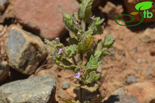 ssp scordium-Datça-Muğla