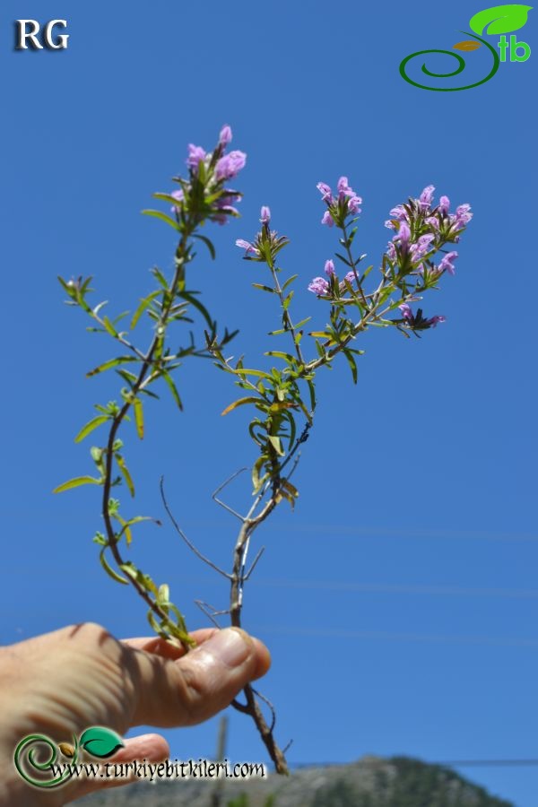 var intricata-Marmaris-Muğla