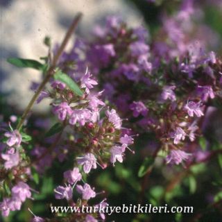 subsp. longicaulis var. longicaulis