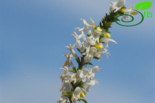 subsp.sipyleus var.sipyleus-Bozdağ-İzmir