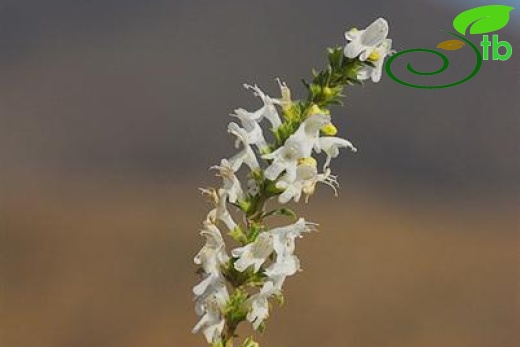 subsp.sipyleus var.sipyleus-Bozdağ-İzmir