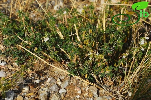 subsp.sipyleus var.sipyleus-Bozdağ-İzmir