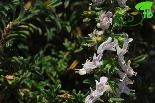 subsp.sipyleus var.sipyleus-Bozdağ-İzmir