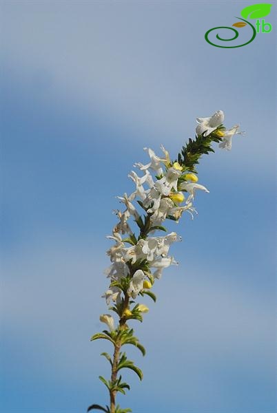 subsp.sipyleus var.sipyleus-Bozdağ-İzmir