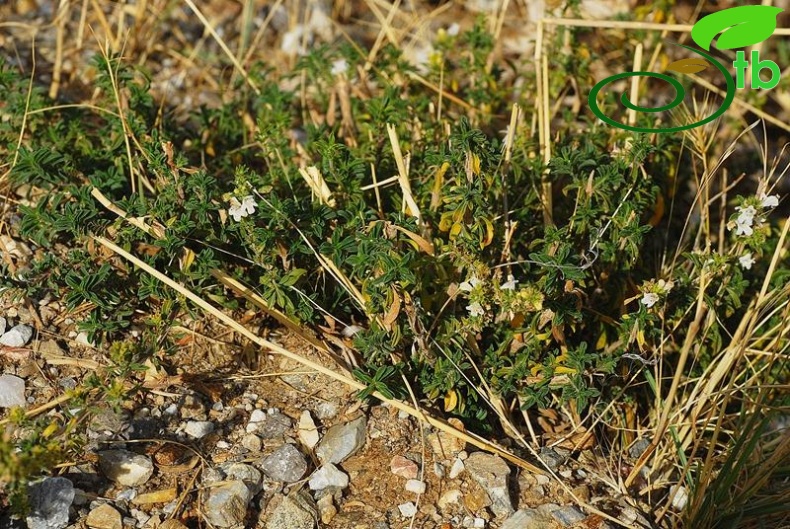 subsp.sipyleus var.sipyleus-Bozdağ-İzmir