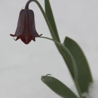 subsp. assyriaca-Mardin