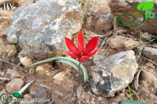 subsp. toprakii-Muğla