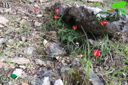 subsp. toprakii-Muğla