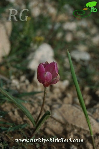 Pozantı-Aksaray