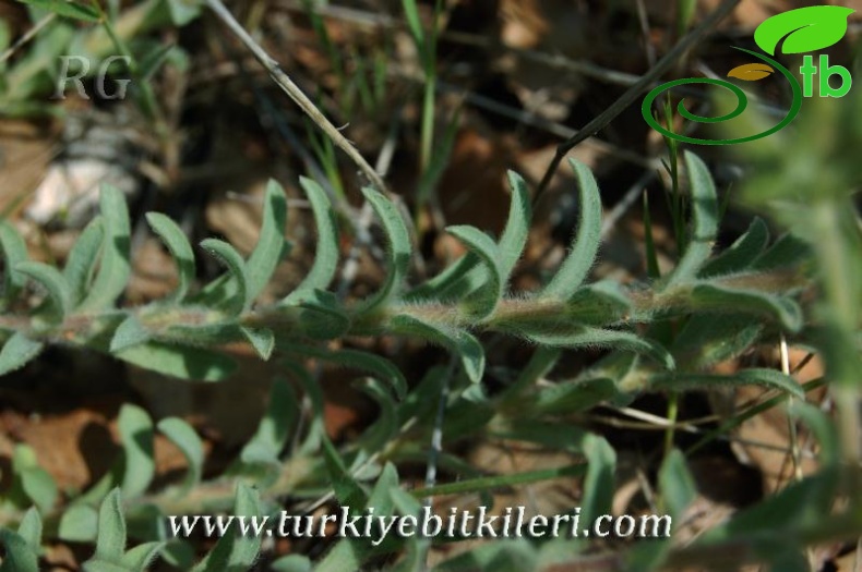 ssp pseudoanatolicum-Karaman
