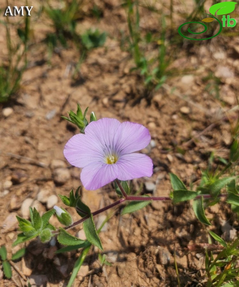 subsp. platyphyllum