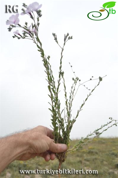 ssp anatolicum var anatolicum- Beypazarı-Ankara