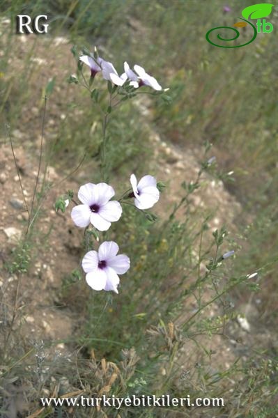 ssp anatolicum var anatolicum- Beypazarı-Ankara