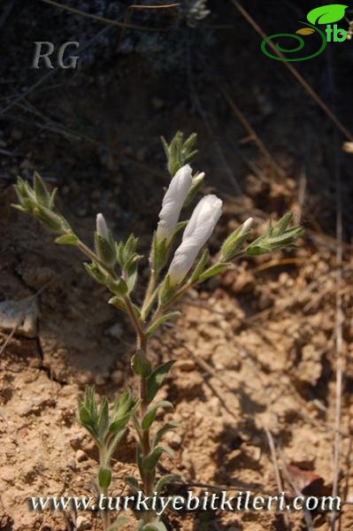 ssp pseudoanatolicum-Karaman