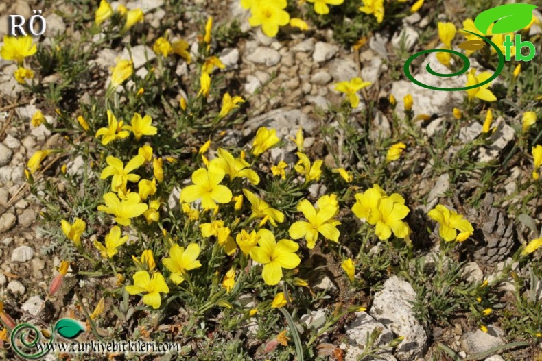 ssp gypsicola var papilliferum-Fethiye-Muğla