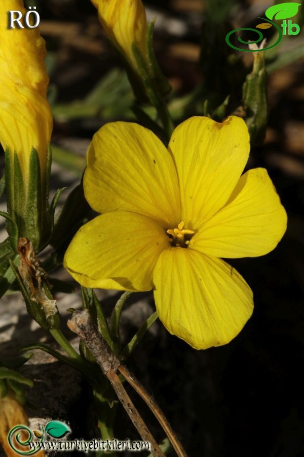 ssp gypsicola var papilliferum-Fethiye-Muğla