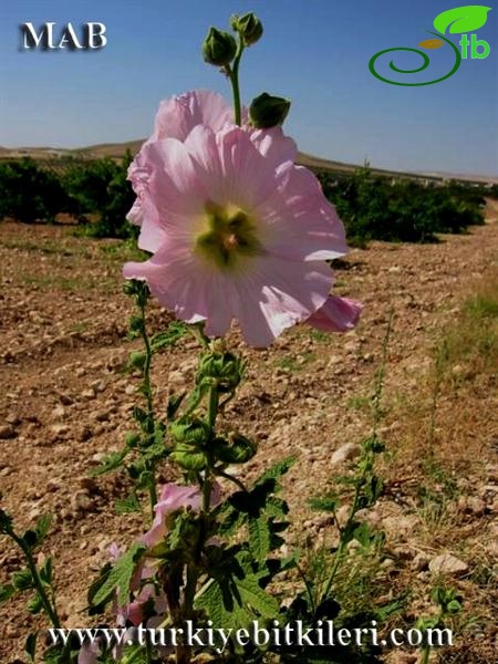 Şanlıurfa