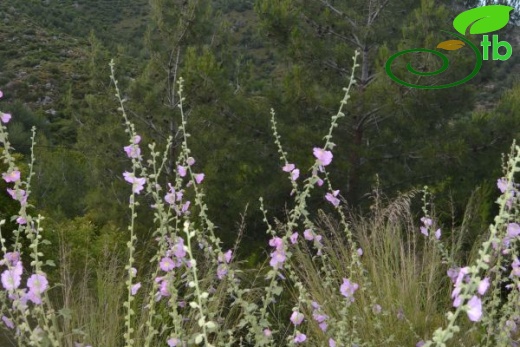 Datça-Muğla