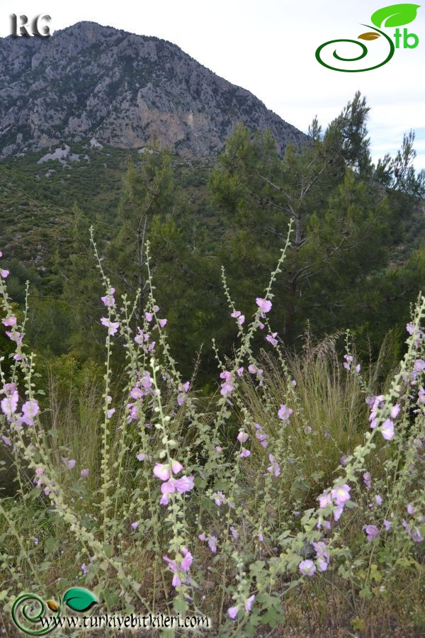 Datça-Muğla