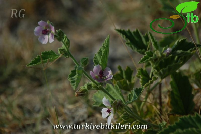 Cihanbeyli-Konya