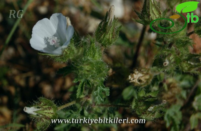 Silifke-Mersin