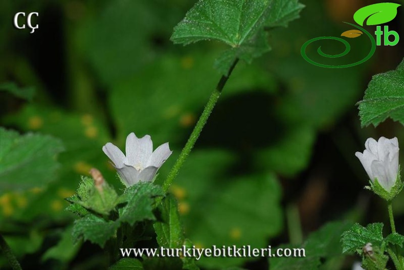 Kütahya