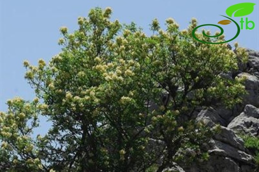 subsp. cilicica