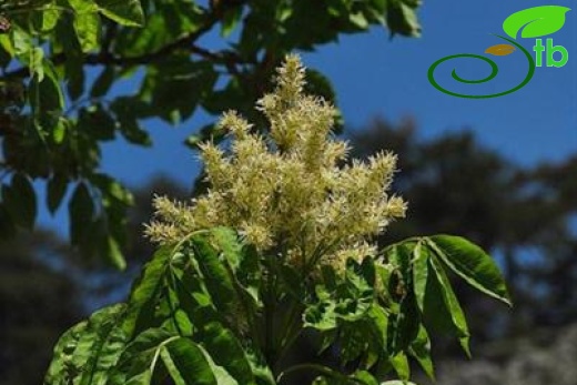 subsp. cilicica