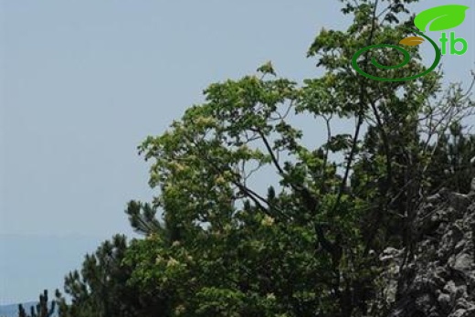 subsp. cilicica