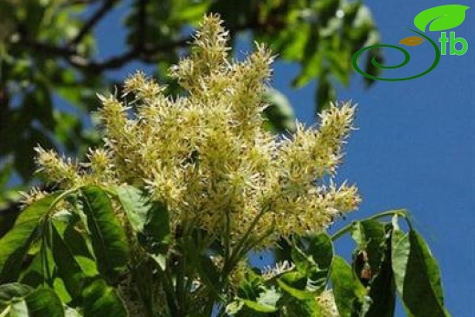 subsp. cilicica