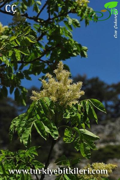 subsp. cilicica
