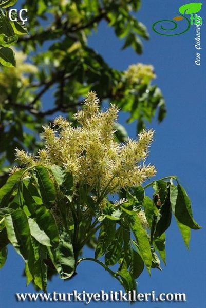 subsp. cilicica