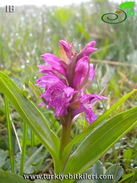 var. markowitschii