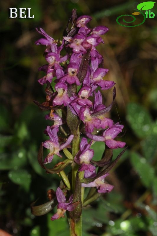 subsp. georgica