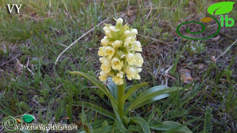 subsp. georgica