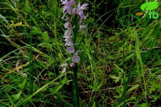 subsp. saccifera-Denizli