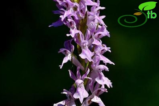 subsp. saccifera-Denizli